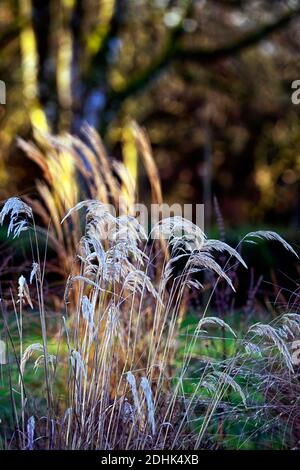 Calamagrostis emodensis, hiver, herbe ornementale, herbes ornementales, jardin, jardins, tête de graines, têtes de graines, RM Floral Banque D'Images