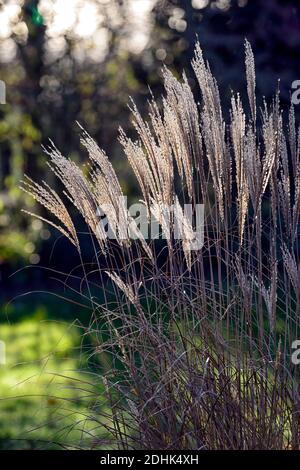 Calamagrostis × acutiflora Karl Foerster,roseau de plumes Karl Foerster,Calamagrostis stricta,hiver,rétro-éclairage,herbe ornementale,ornamenta Banque D'Images