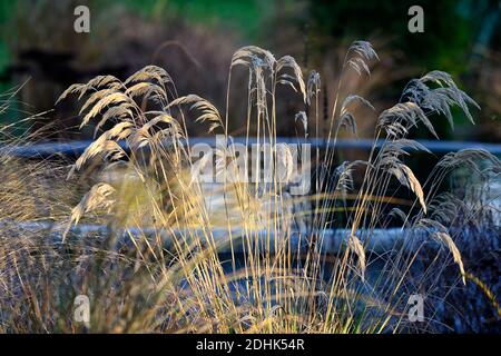 Calamagrostis emodensis, hiver, herbe ornementale, herbes ornementales, jardin, jardins, tête de graines, têtes de graines, RM Floral Banque D'Images