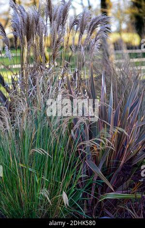 Hiver,herbe ornementale,herbes ornementales,mélange,mélange,molinia,stipa,Calamagrostis,phormium,intérêt hivernal,structure,plantes acrhomecturales,jardin,jardin Banque D'Images