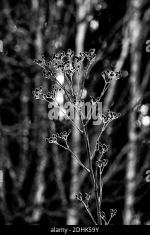 Eryngium pandanifolium Violet Physique, houx géant,chardon,thistles,plante ornementale,plante architecturale,Eryngium descaisseum,eryngo,jardin,RM Flora Banque D'Images