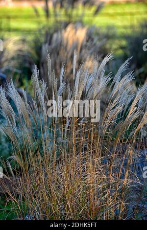 Calamagrostis × acutiflora Karl Foerster,roseau de plumes Karl Foerster,Calamagrostis stricta,hiver,rétro-éclairage,herbe ornementale,ornamenta Banque D'Images