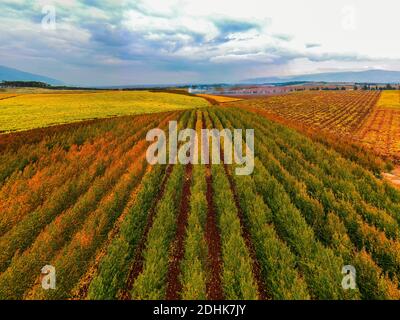 Photos aériennes de la vallée de la bekaa au Liban à l'automne Banque D'Images