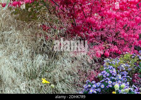 Euonymus alatus automne frontière aster de jardin et herbe ornementale dans le lit de fleurs couleurs automne vue automne jardin d'automne Banque D'Images