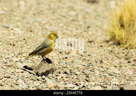 Un Finch jaune-verdâtre (sicalis olivascens) sur les prairies de haute altitude de l'herbe de coiron, altiplano, Andes, Chili Banque D'Images
