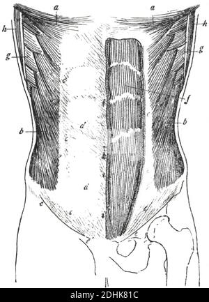 La paroi abdominale antérieure - anatomie topographique Banque D'Images