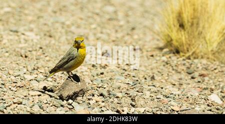 Un Finch jaune-verdâtre (sicalis olivascens) sur les prairies de haute altitude de l'herbe de coiron, altiplano, Andes, Chili Banque D'Images