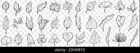 Ensemble de caniche pour feuilles. Collection de belles feuilles mortes dessinées à la main de formes et de formes différentes isolées sur fond transparent. Illustration de la nature plante et arbres variation des feuilles Illustration de Vecteur