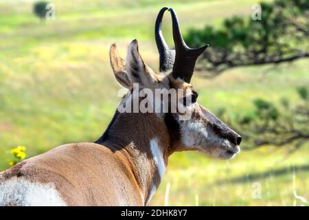 Profil d'un pronghorn ou antilope au parc national de Custer, Dakota du Sud. Banque D'Images