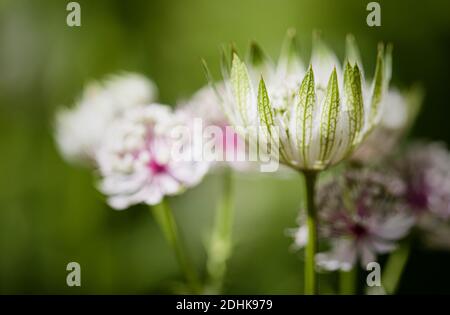 Astrantia 'Great Masterwort', Astrantia Major, Pale fleurs colorées qui poussent à l'extérieur.