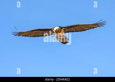 Bartgeier fliegt am blauen Himmel, Gypaetus barbatus, Banque D'Images