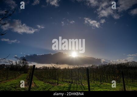 Une photo d'un beau coucher de soleil sur un vignoble. Photo du comté de Scania, Suède Banque D'Images