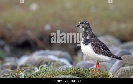 Jeune Ruddy turnstone, Arenaria interprés, debout sur la rive Banque D'Images