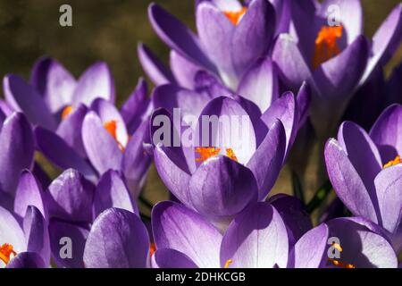 Soleil de beauté de source de Crocus Banque D'Images