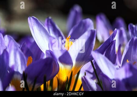 Crocus printemps beauté soleil Banque D'Images