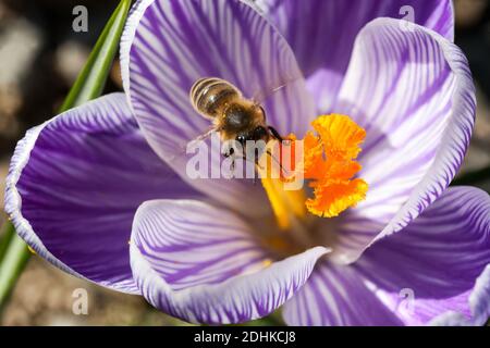 Abeille européenne dans le pollen de fleur Banque D'Images
