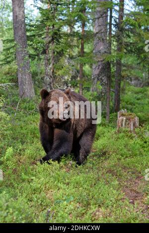 Europäischer Braunbaer, (Ursus arctos arctos), Finnland, Skandinavien, Europa Banque D'Images