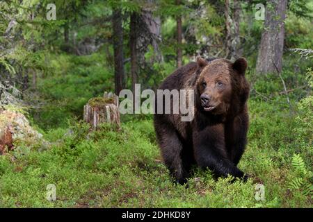 Europäischer Braunbaer, (Ursus arctos arctos), Finnland, Skandinavien, Europa Banque D'Images