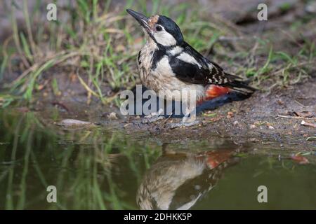 Grand pic tacheté / Grand pic tacheté (Dendrocopos Major) eau potable féminine de ruisseau / étang Banque D'Images