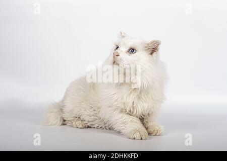 Un beau chat britannique blanc à poil long avec des yeux bleus avec un joli visage sur fond blanc Banque D'Images