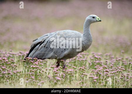 Hühnergans steht zwischen Blumen auf einer Wiese, (Cereopsis novaehollandiae), Banque D'Images