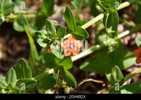 La fleur de Pimpernel (Lysimachia arvensis) dans un pré herbeux près d'un chemin de terre. Banque D'Images