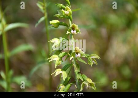 Orchid Epipactis helléborine en fleur dans le vieux champ d'asperges. Banque D'Images