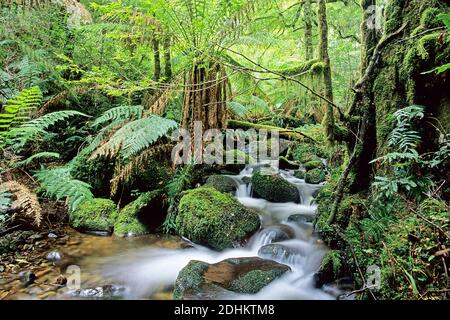 Yarra-Ranges National Park, États-Unis Banque D'Images