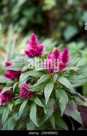 Inflorescence pourpre de Celosia spicata Banque D'Images