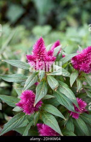 Inflorescence pourpre de Celosia spicata Banque D'Images