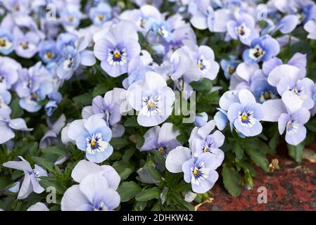 Viola williamsii fleurs colorées Banque D'Images
