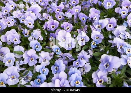 Viola williamsii fleurs colorées Banque D'Images