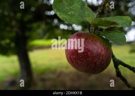 Une pomme avant la récolte, accrochée à son arbre. Gros plan Banque D'Images