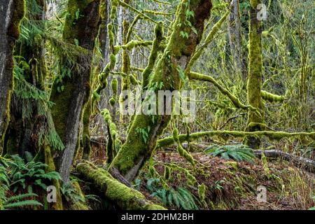 La mousse couvrait les branches de l'érable à grande feuille, vallée de la rivière Squamish, Colombie-Britannique, Canada Banque D'Images