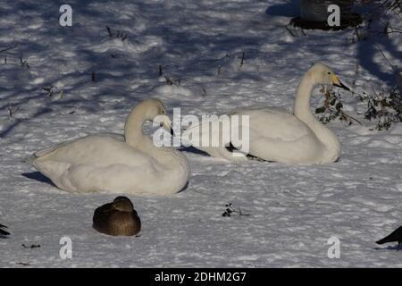 Paire de Whooper Swans dans la neige Banque D'Images