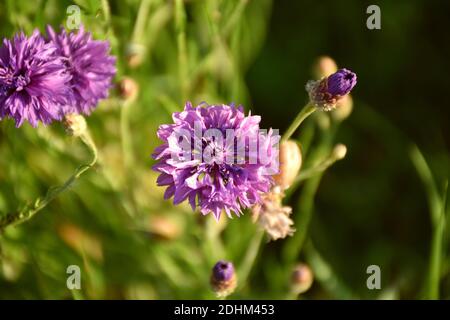 Fleur rose de cornflower (Centaurea cyanus) en terrasse de culture. Banque D'Images