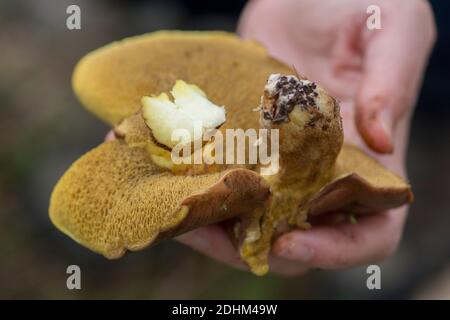 Une main présentant un champignon 'Weeping Bolete' (Suillus collinitus) juste cueilli, un champignon comestible trouvé dans les forêts de pins, Israël Banque D'Images