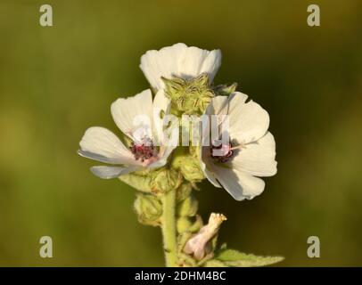 Le guimauve (Althaea officinalis) fleurit au sommet de la plante le jour ensoleillé. Banque D'Images