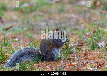 Écureuil gris de l'est (Sciurus carolinensis) en train de manger en se tenant debout sur les pieds ind. Banque D'Images