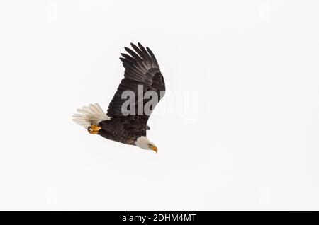 Aigle à tête blanche (haliaeetus leucocephalus) plongée près de traverse City, Michigan, États-Unis. Banque D'Images