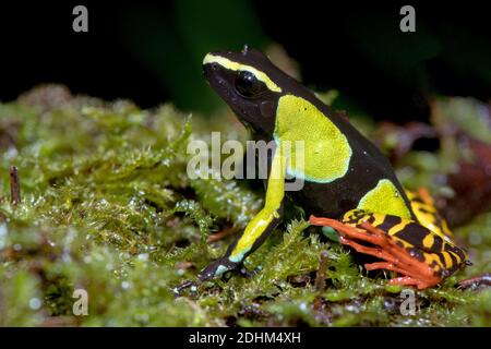 Mantella de Baron (Mantella baroni) du parc national de Ranomafana, à l'est de Madagascar. Banque D'Images