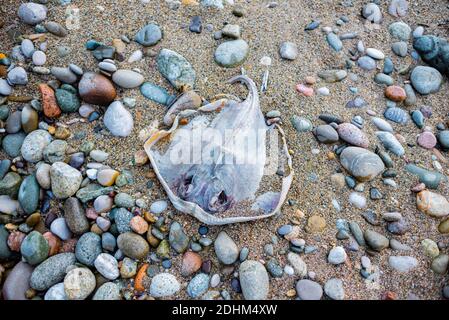 Mer Noire Stingray, Stingray, Dasyatis pastinaca. Créatures marines mortes sur la mer. Banque D'Images