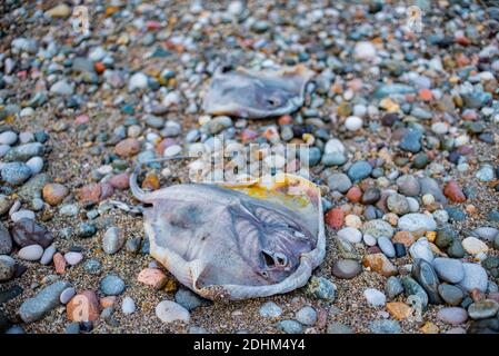 Mer Noire Stingray, Stingray, Dasyatis pastinaca. Créatures marines mortes sur la mer. Banque D'Images