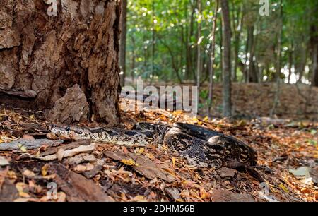 Le boa terre de Dumerli (Acrantophis dumerili) du fond forestier de Berenty, au sud de Madagascar. Banque D'Images