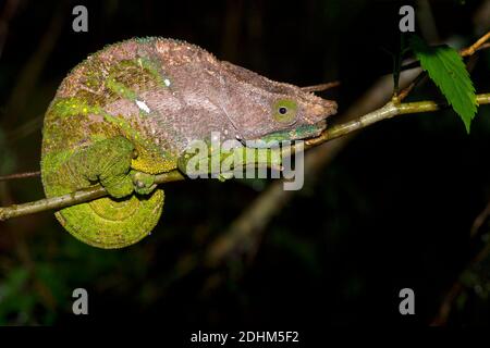 Le caméléon d'O'Shaughnessy (Calumma oshaughnessyi, homme) de Ranomafana NP, à l'est de Madagascar. Banque D'Images