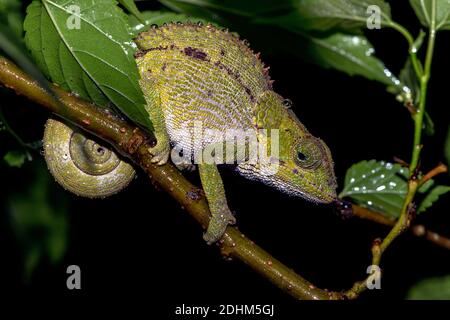 Caméléon cryptique ou à pattes bleues (Calumma crypticum, femelle) de Ranomafana, dans l'est de Madagascar. Banque D'Images