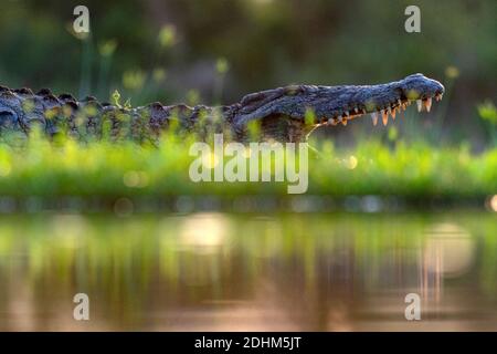 Un grand corcodille du nil (Crocodylus niloticus) se cache dans l'herbe entourant un petit lac dans la réserve privée de Zimanga, en Afrique du Sud. Banque D'Images