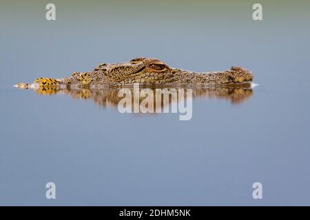 Jeune crocodile du nil (Crocodylus niloticus) dans l'eau de la réserve privée Zimanga, Afrique du Sud. Banque D'Images