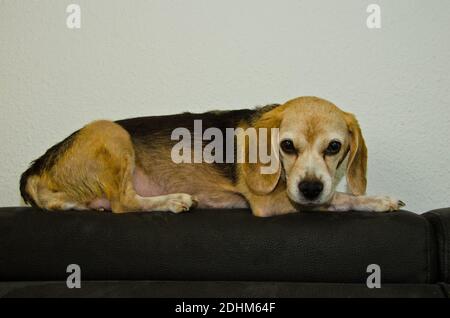 Portrait d'un vieil Beagle (chien) posé sur un canapé avec un jouet mignon qui ressemble à elle-même Banque D'Images