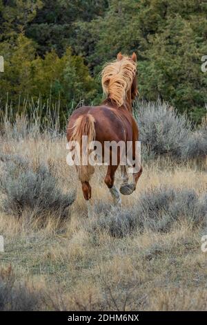 Le cheval sauvage, qui fait partie d'un troupeau de démonstration comme symbole de notre patrimoine culturel, dans l'unité sud du parc national Theodore Roosevelt près de Med Banque D'Images